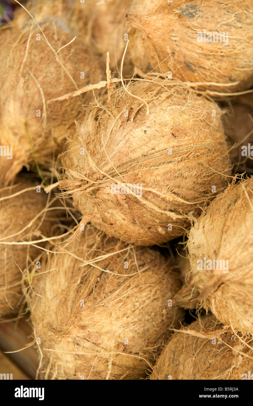 Coconuts for sale at the Gingee Salai market in Pondicherry India. Stock Photo