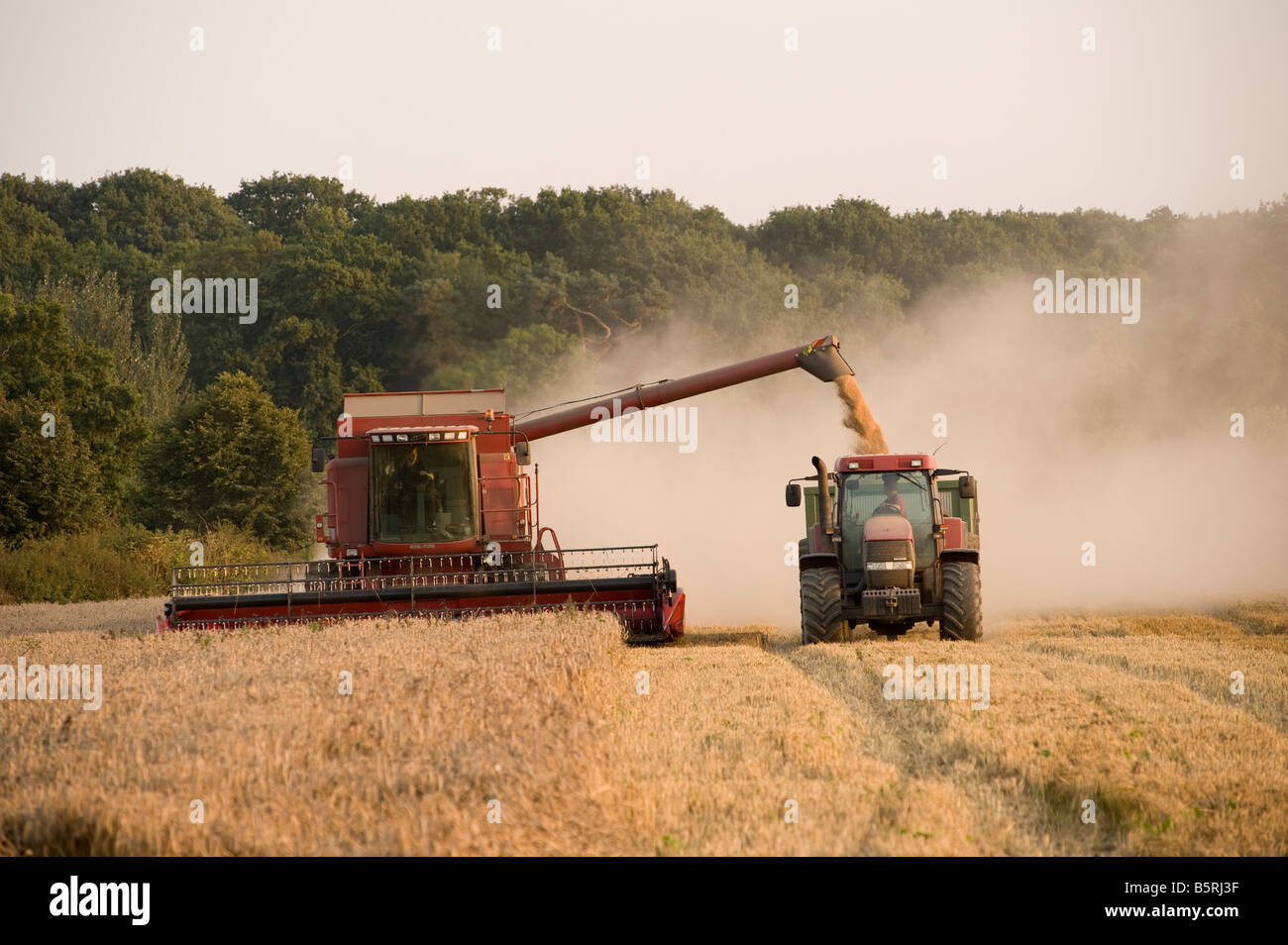 Farmers working with a combine harvester and tractor harvesting the