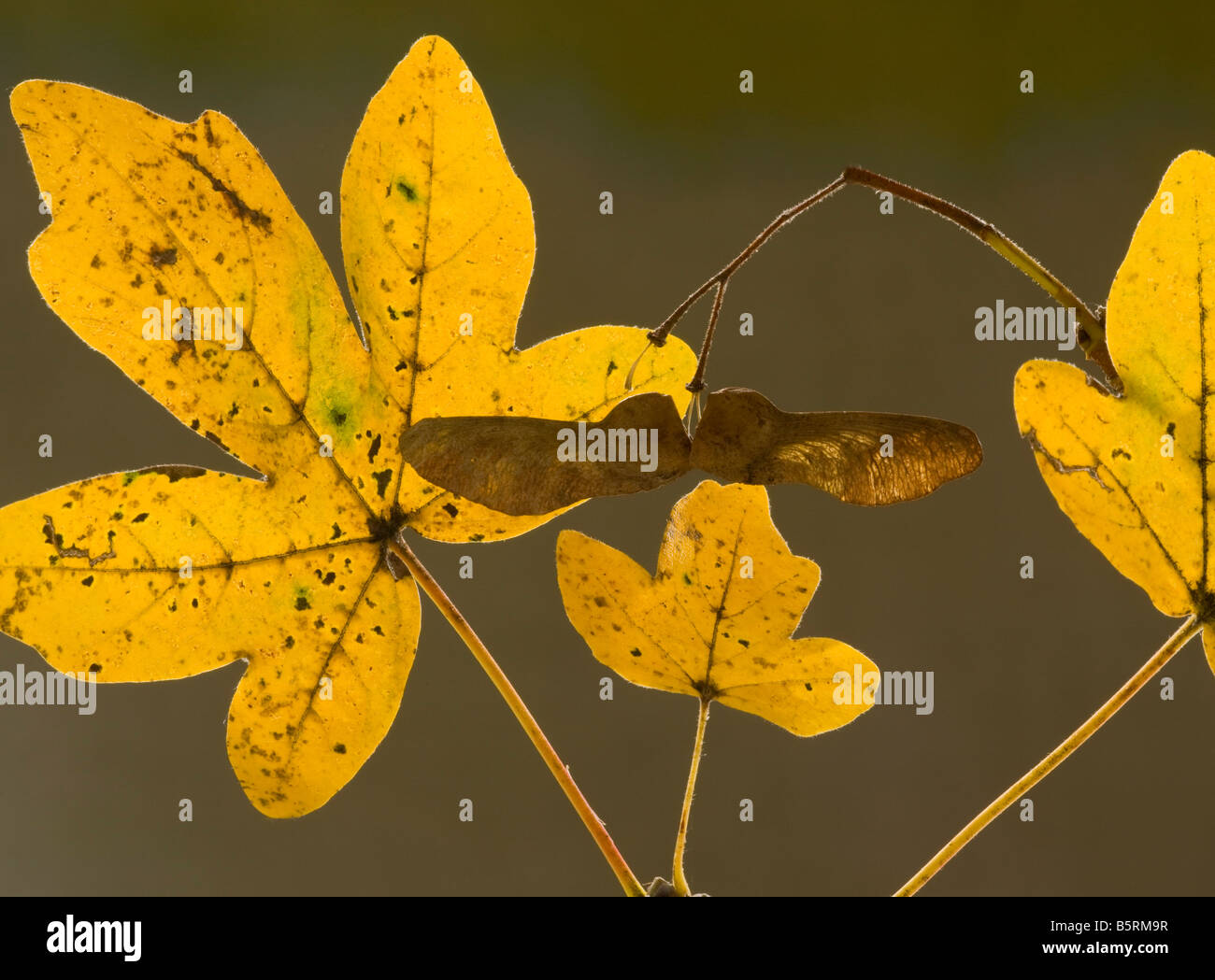 Winged fruit keys and colourful autumn leaves of Field Maple Acer campestre Dorset Stock Photo