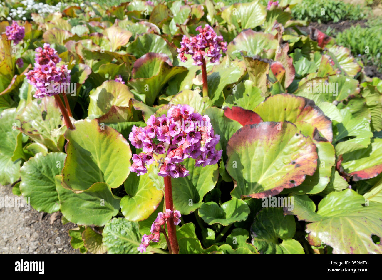 Bergenia cordifolia 'Purpurea' Stock Photo