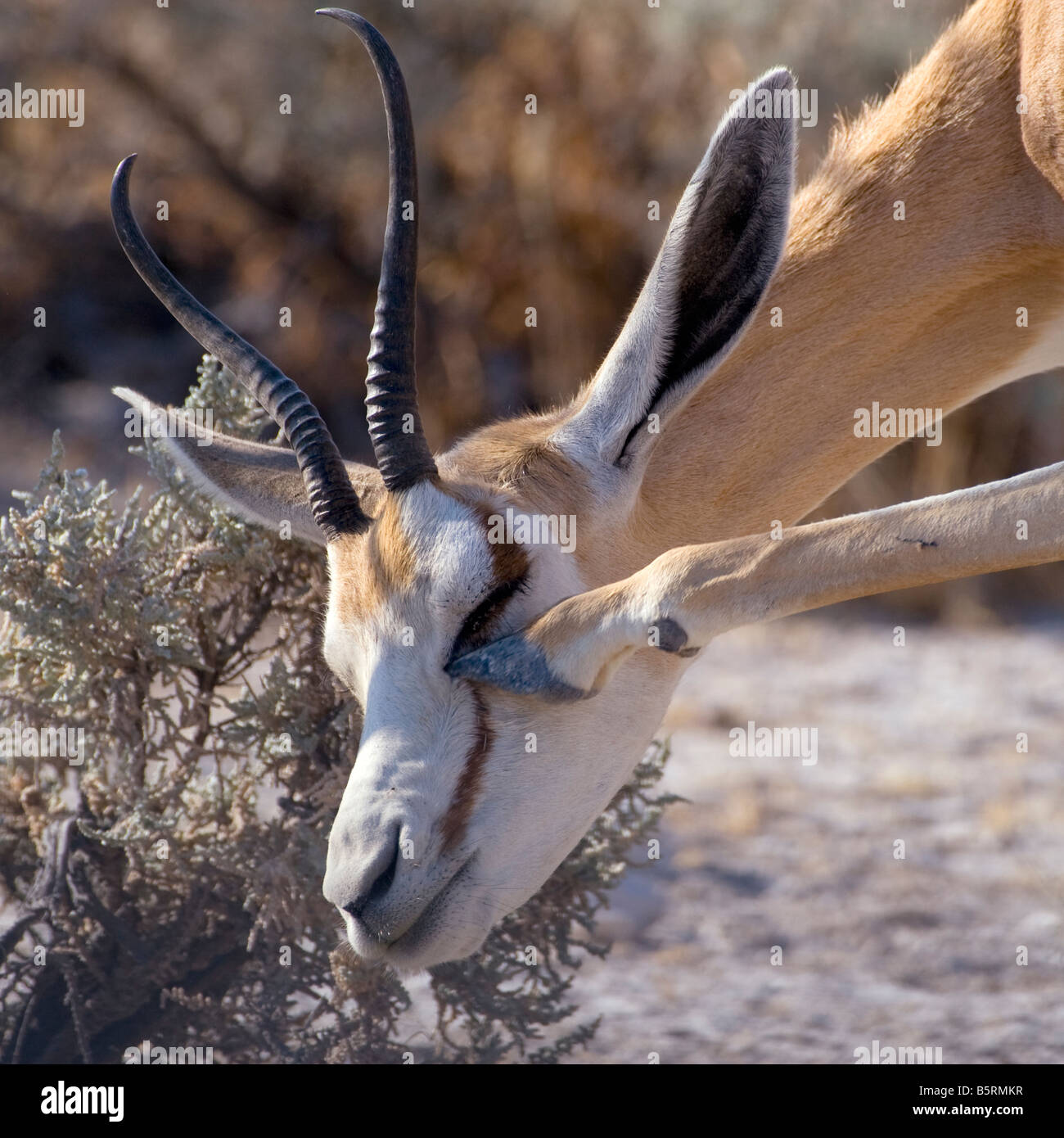 Springbuck Scratching, Etosha National Park, Namibia Stock Photo
