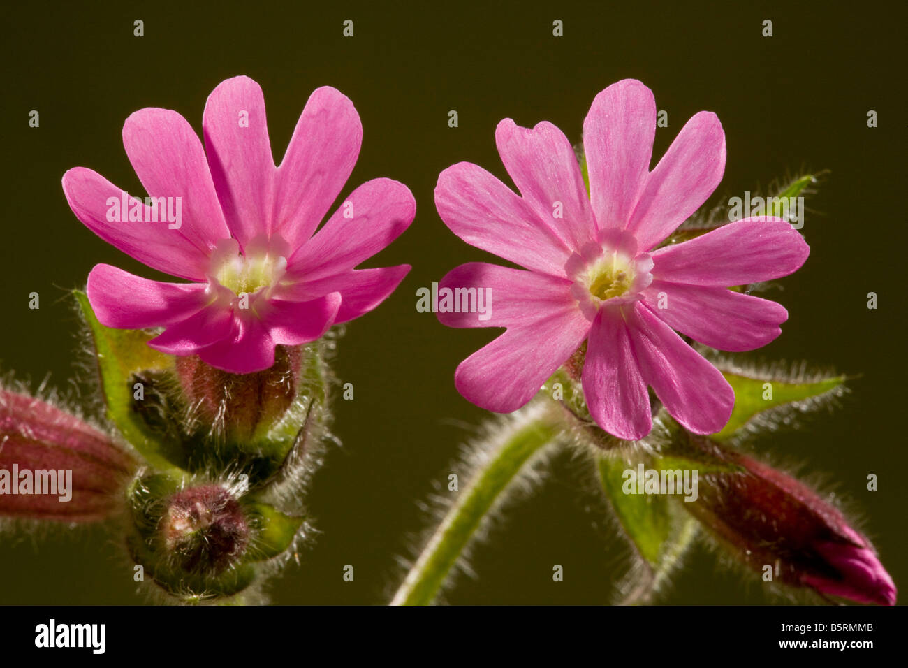 Red Campion Flower Hi res Stock Photography And Images Alamy red-campion-flower-hi-res-stock-photography-and-images-alamy