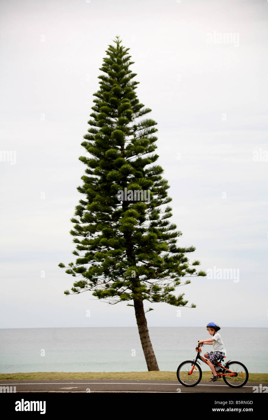 A child rides a bicycle past one of the Norfolk pines that line Manly beach in Sydney Australia Stock Photo