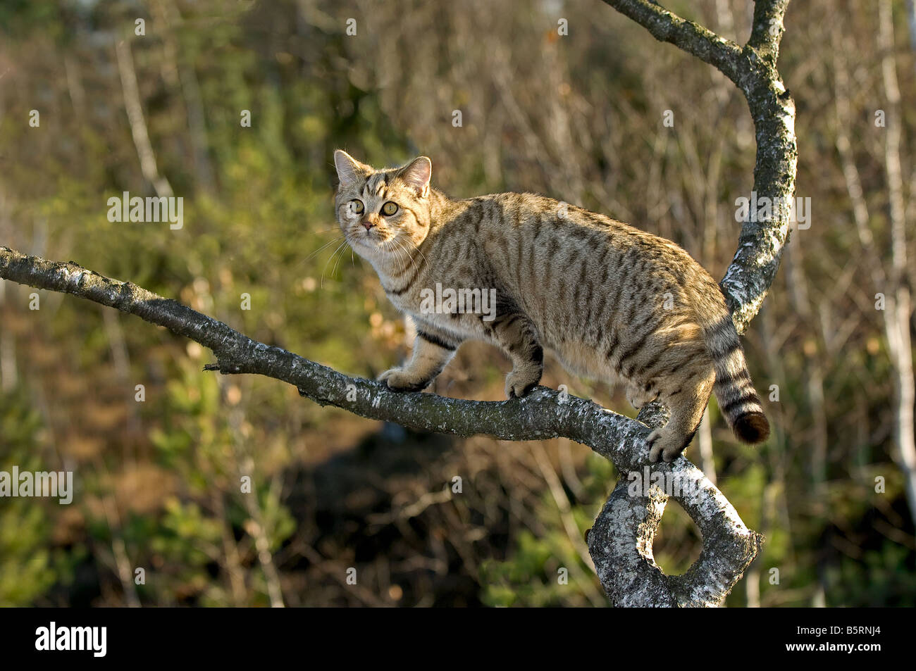 British Shorthair cat on tree Stock Photo Alamy