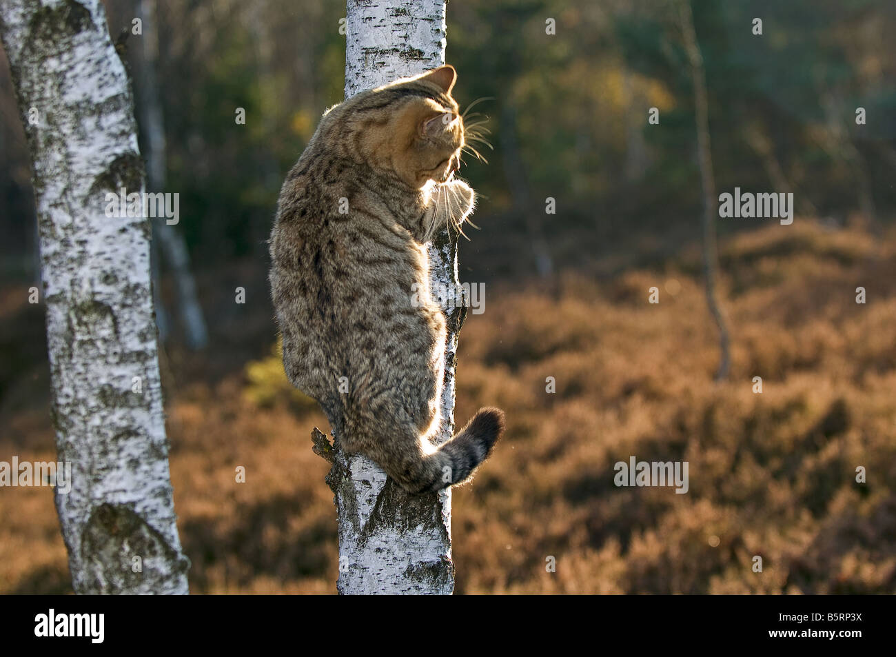British Shorthair cat on tree Stock Photo Alamy