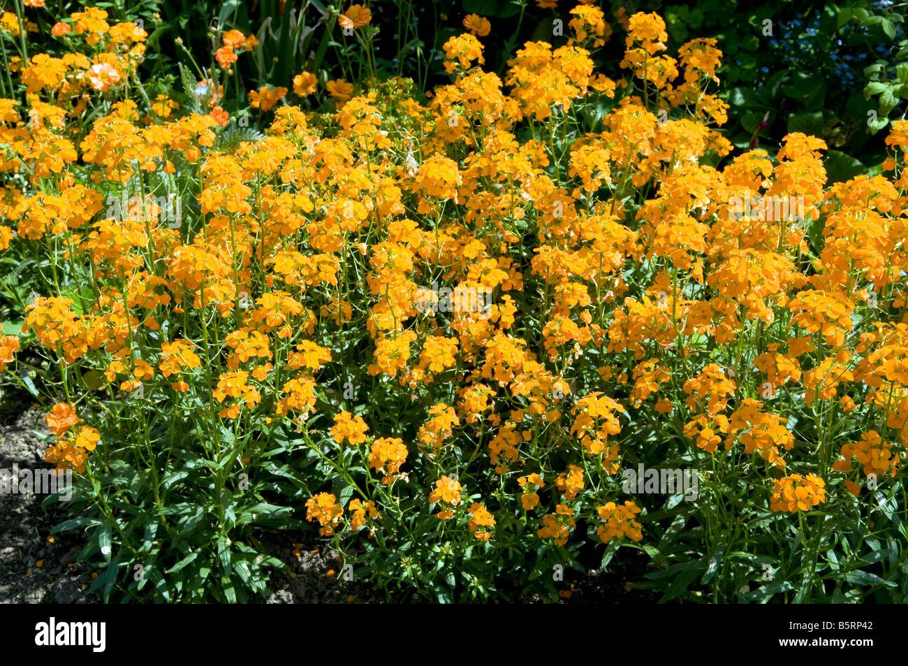 Cheiranthus allionii Wallflower Stock Photo