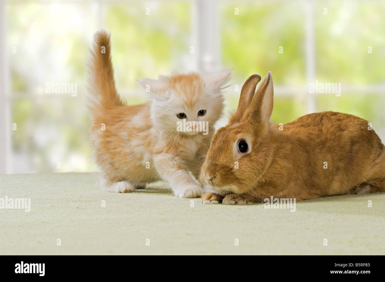animal friendship : Maine Coon kitten 7 weeks and dwarf rabbit Stock ...