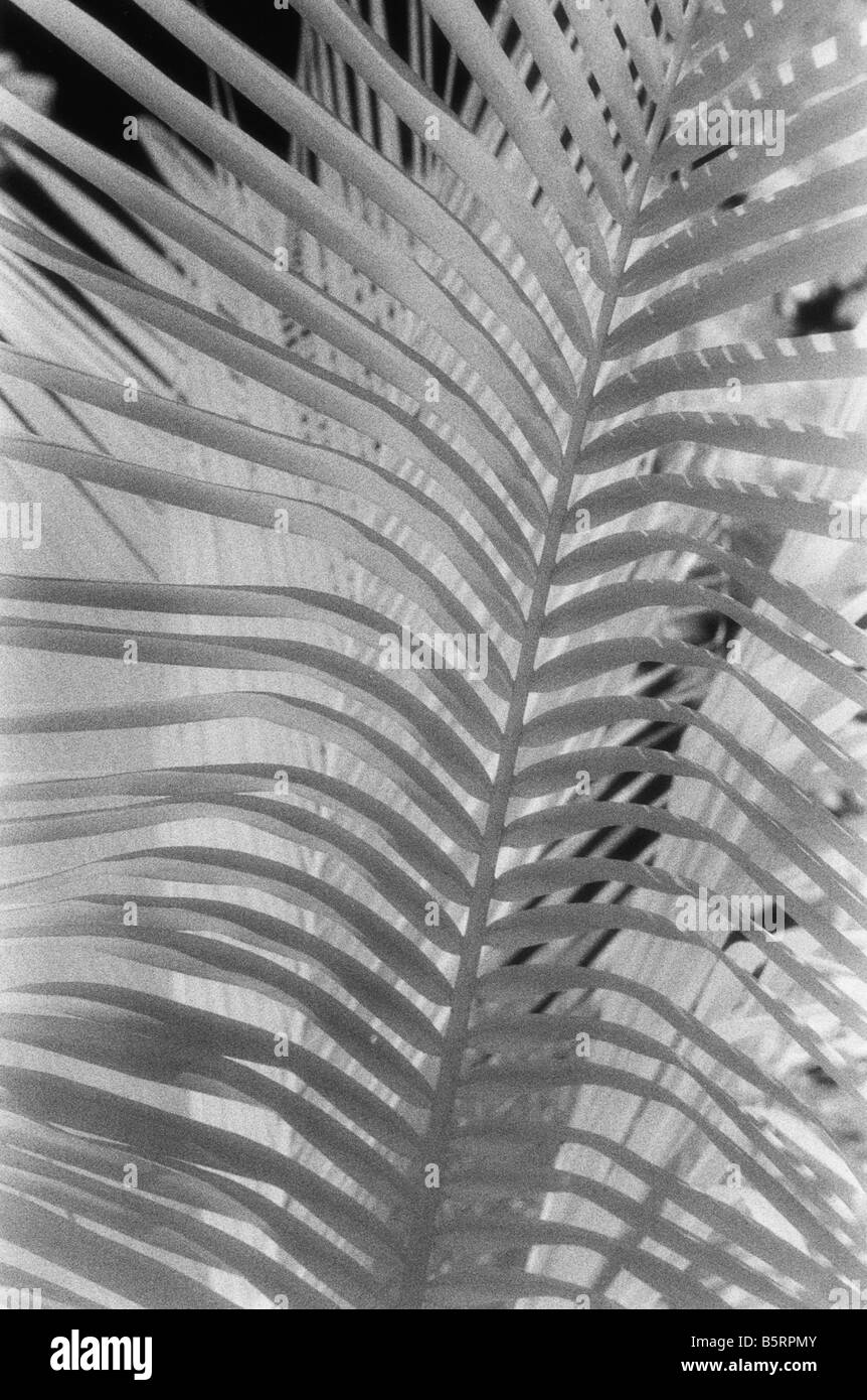 Coconut Palm Tree Belize Black And White Stock Photos & Images - Alamy