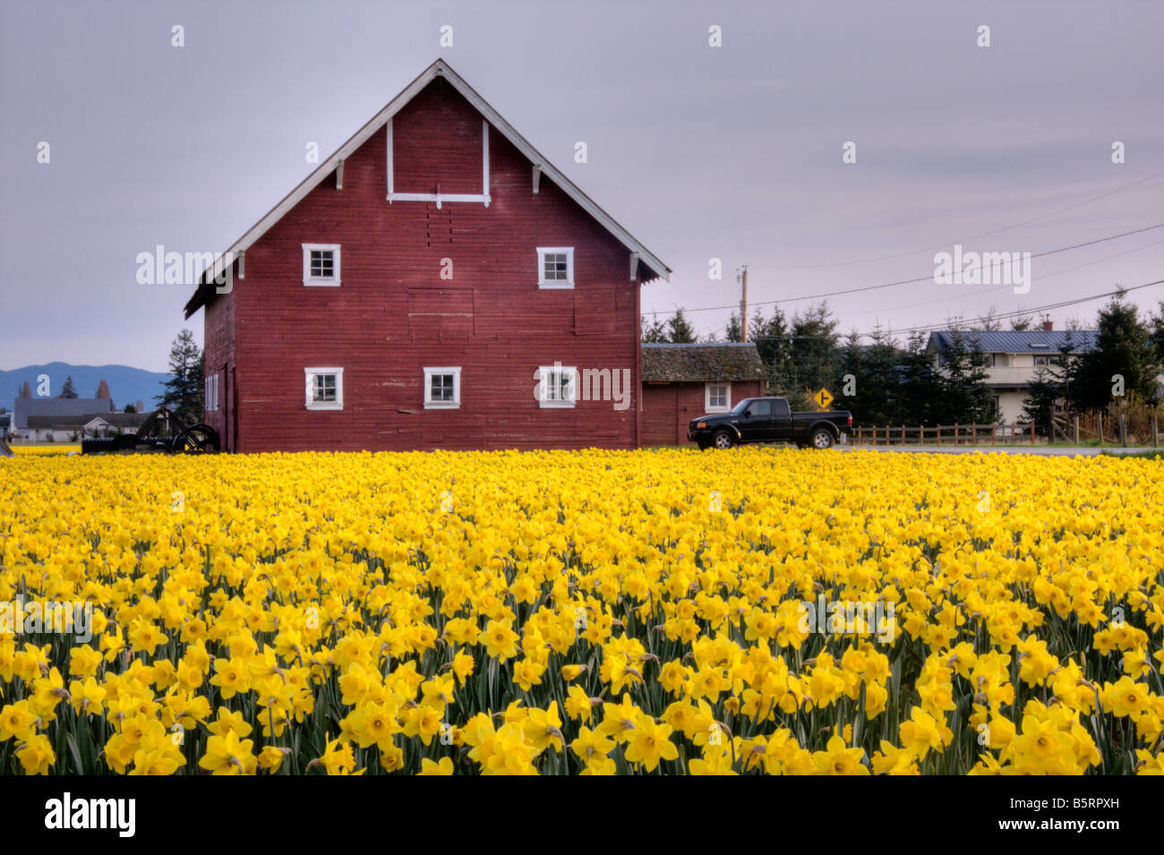 Barn Flowers Daffodils Stock Photos Barn Flowers Daffodils Stock
