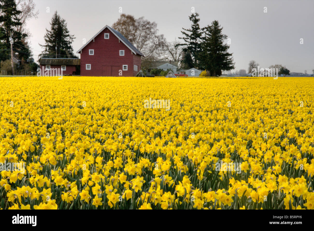 A Field Of Yellow Daffodils In Bloom Next To A Red Barn In Mount