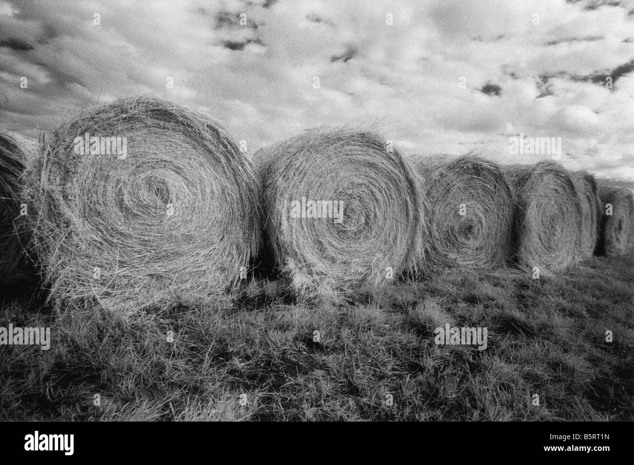 Washington, rolled Hay Bales, Back and White infrared Stock Photo
