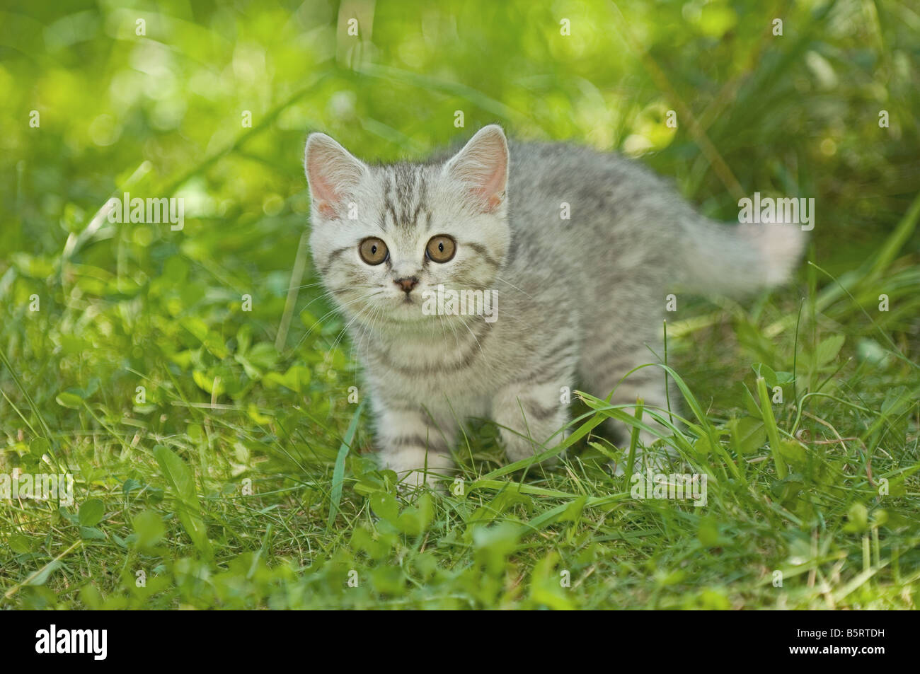 British Shorthair kitten 10 weeks on meadow Stock Photo