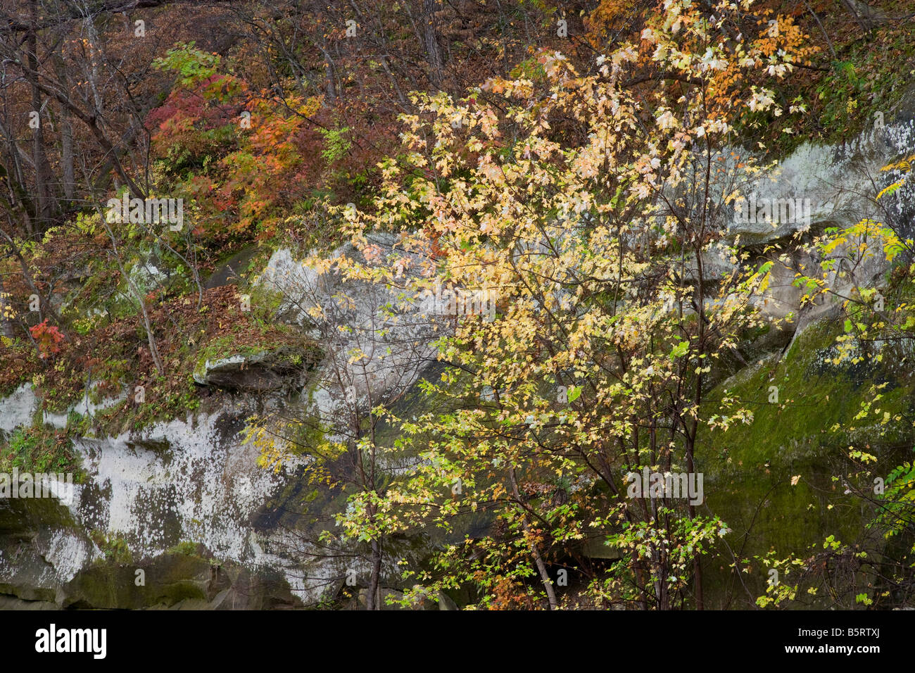 sandstone cliff and autumn trees, Ledges State Park, Iowa Stock Photo