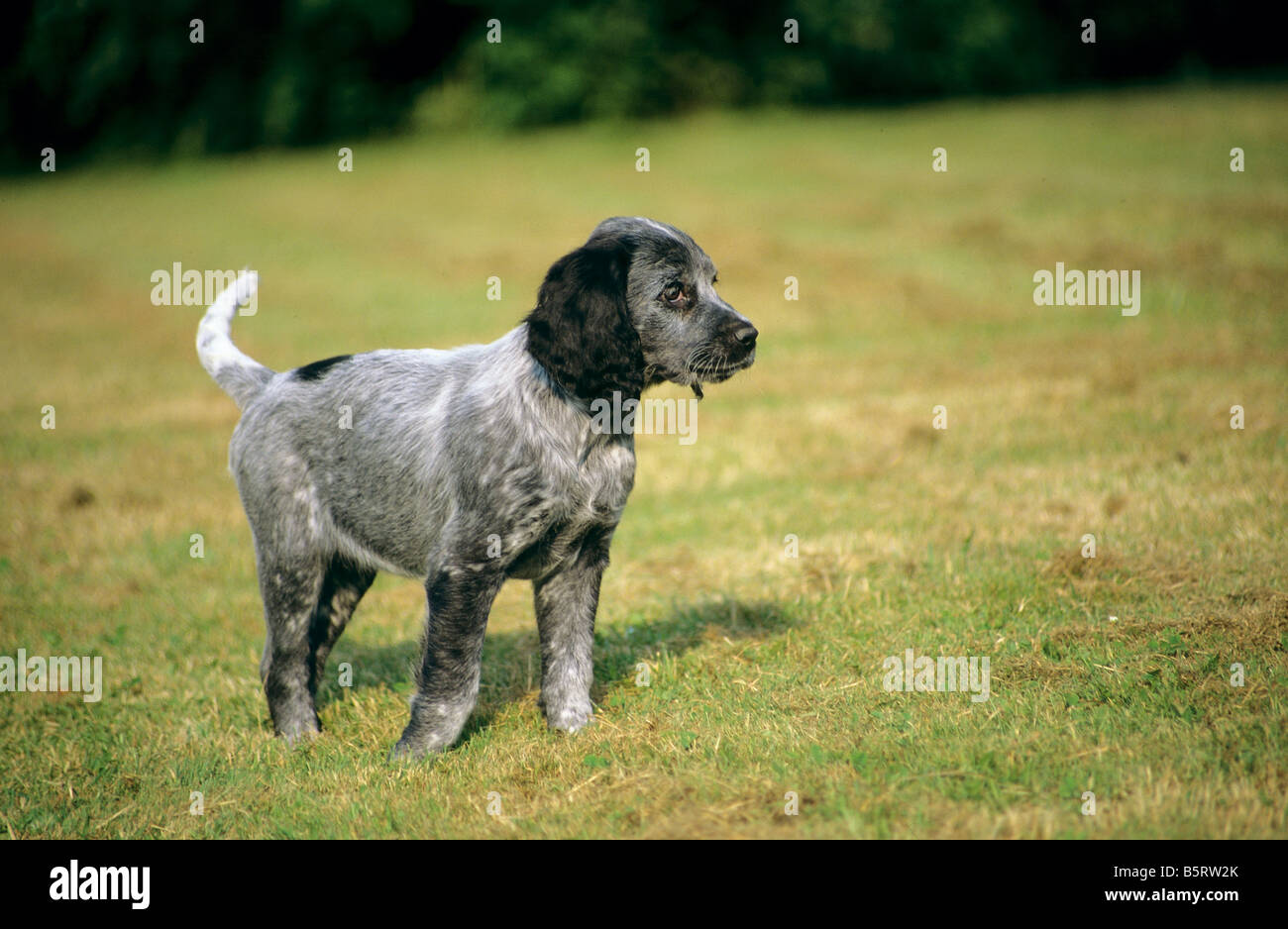 Blue Picardy Spaniel Puppy Standing On A Meadow Stock Photo Alamy