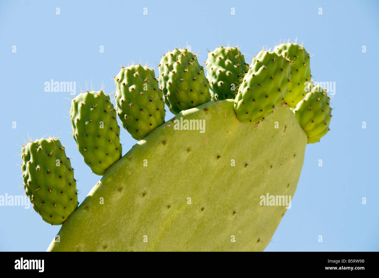 Prickly Pear Cactus Stock Photo