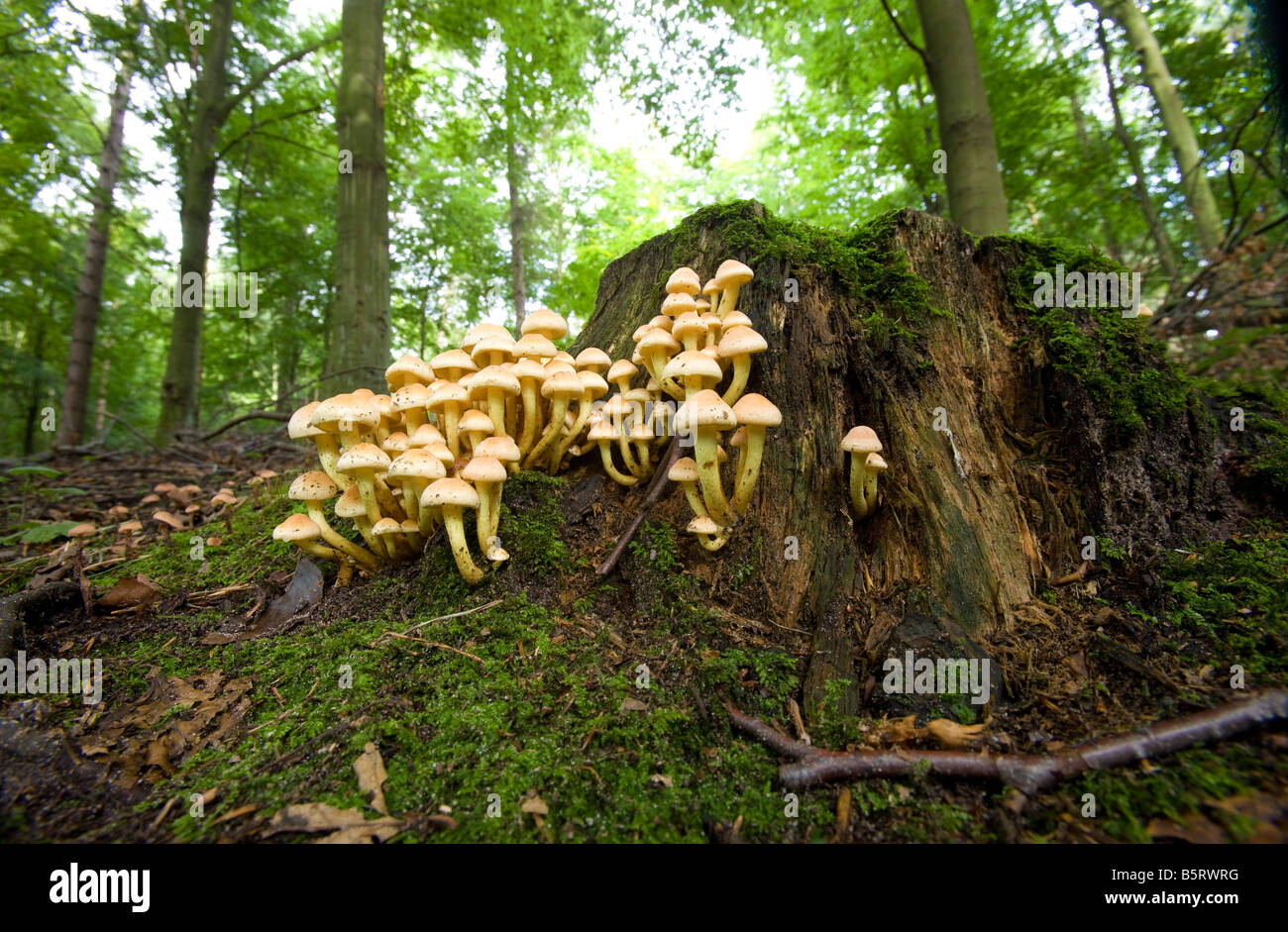 Tree Toad Stools UK toad stools growing on a rotting tree stump Stock Photo - Alamy