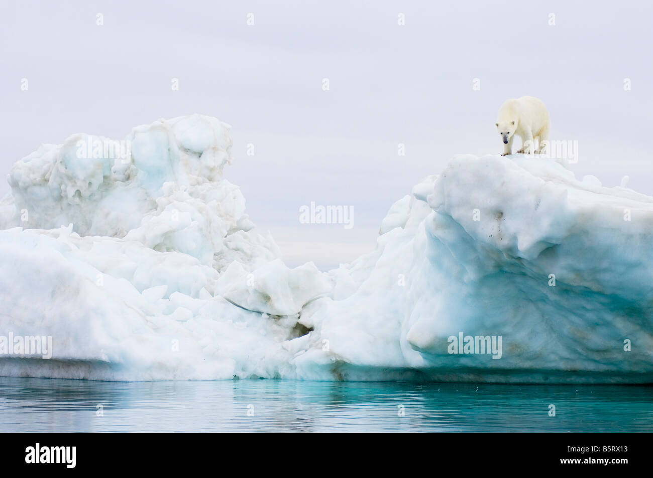 polar bear Ursus maritimus standing atop an iceberg floating in the ...