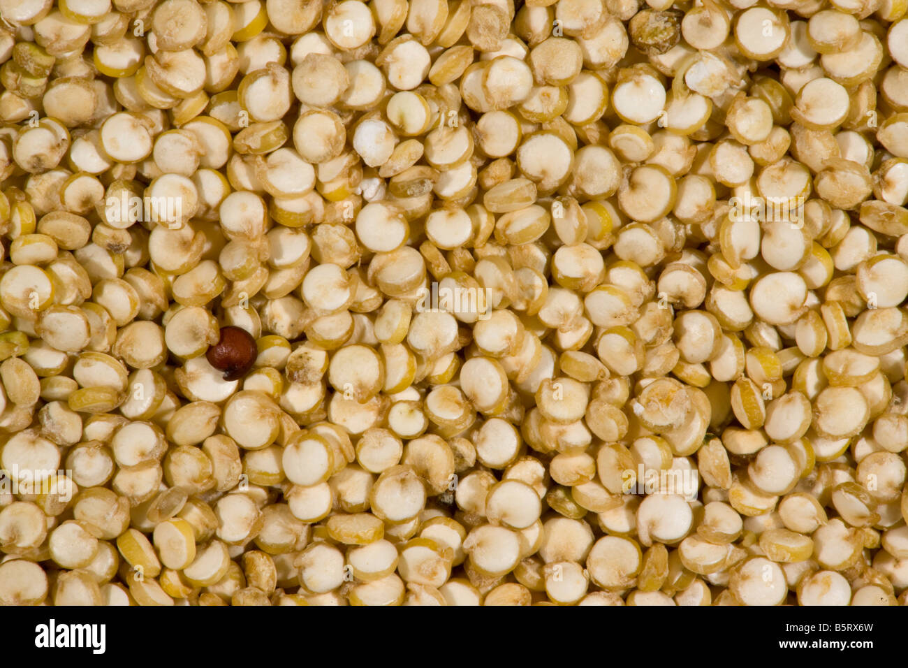 Organic Quinoa Chenopodium quinoa grains nutritious food grain from Ecuador Stock Photo