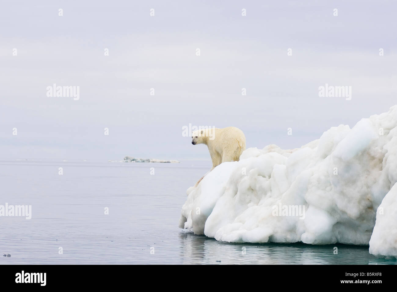 polar bear Ursus maritimus standing atop an iceberg floating in the ...