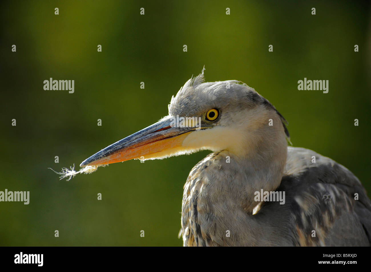 Dagger like bill of grey heron Ardea cinerea with remains of feathers after preening Stock Photo