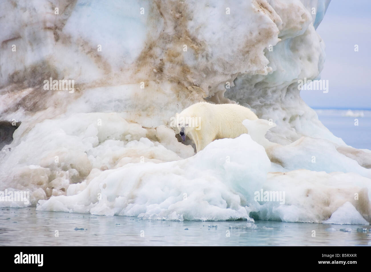 polar bear Ursus maritimus standing atop an iceberg floating in the ...