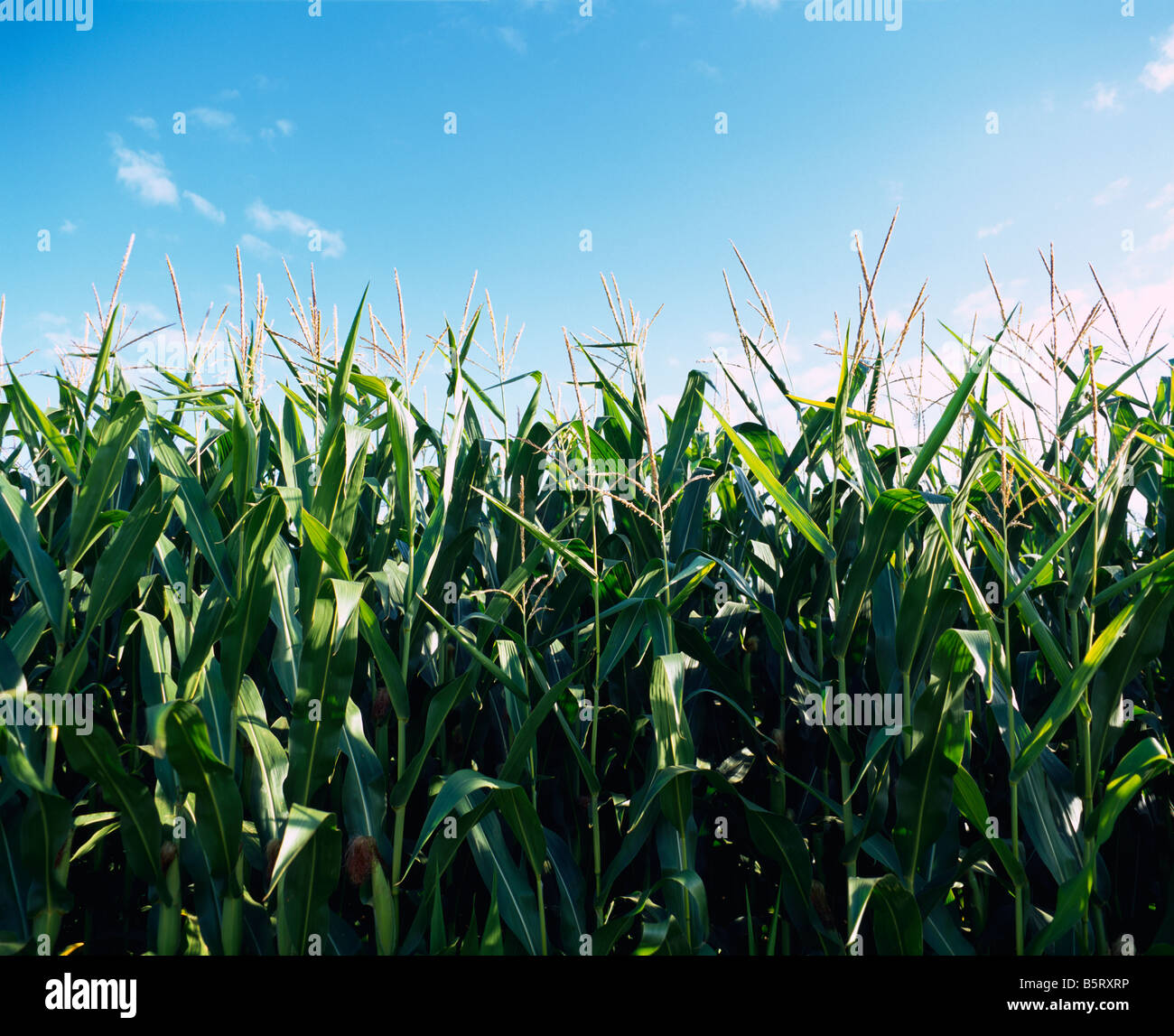 Maize growing under a blue sky at Naizin near Pontivy, France Stock Photo