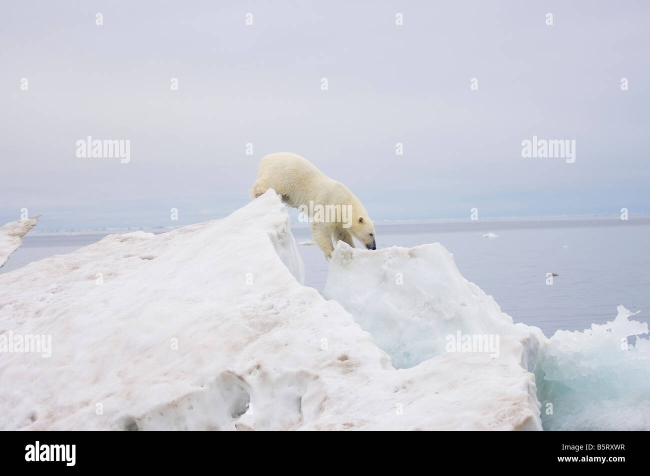 polar bear Ursus maritimus standing atop an iceberg floating in the ...