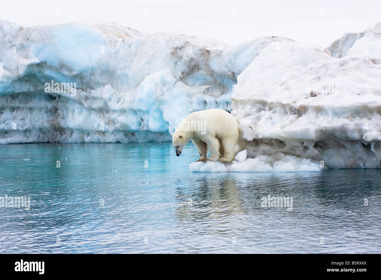 polar bear Ursus maritimus standing atop an iceberg floating in the ...