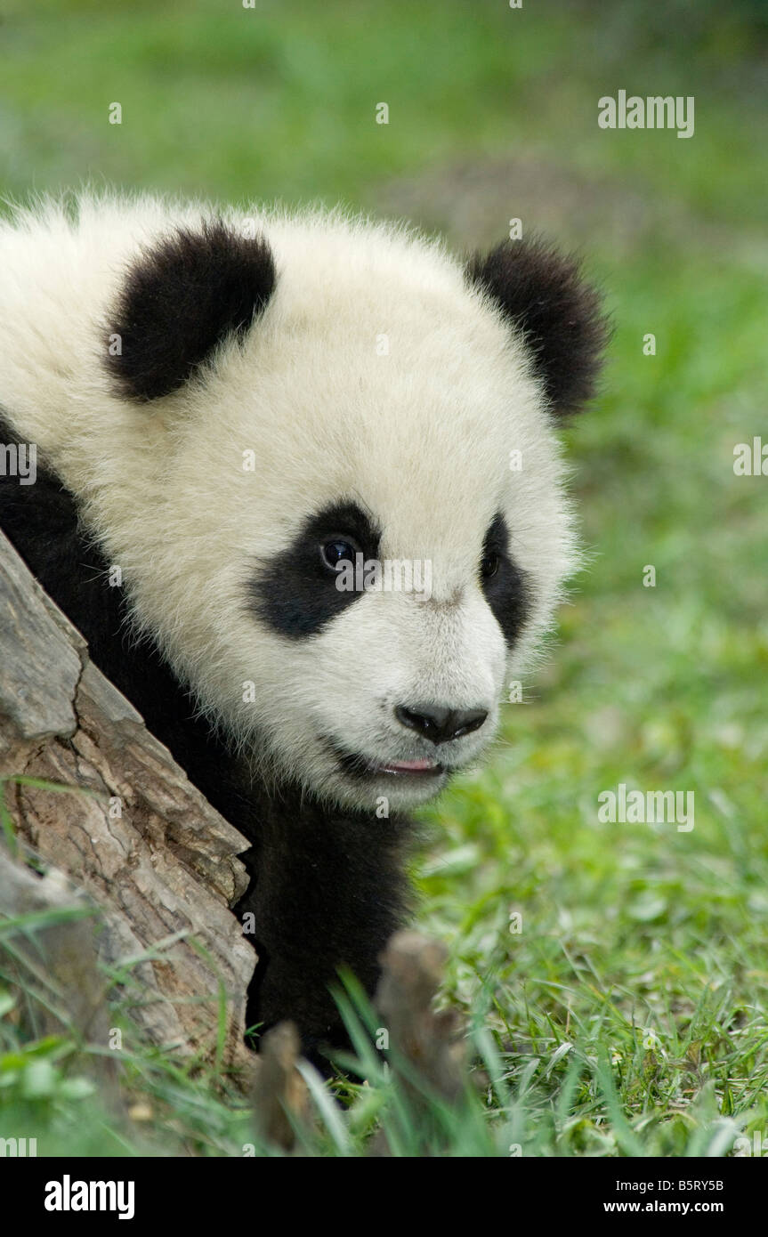 A young panda cub Ailuropoda melanoleuca Sichuan China Stock Photo