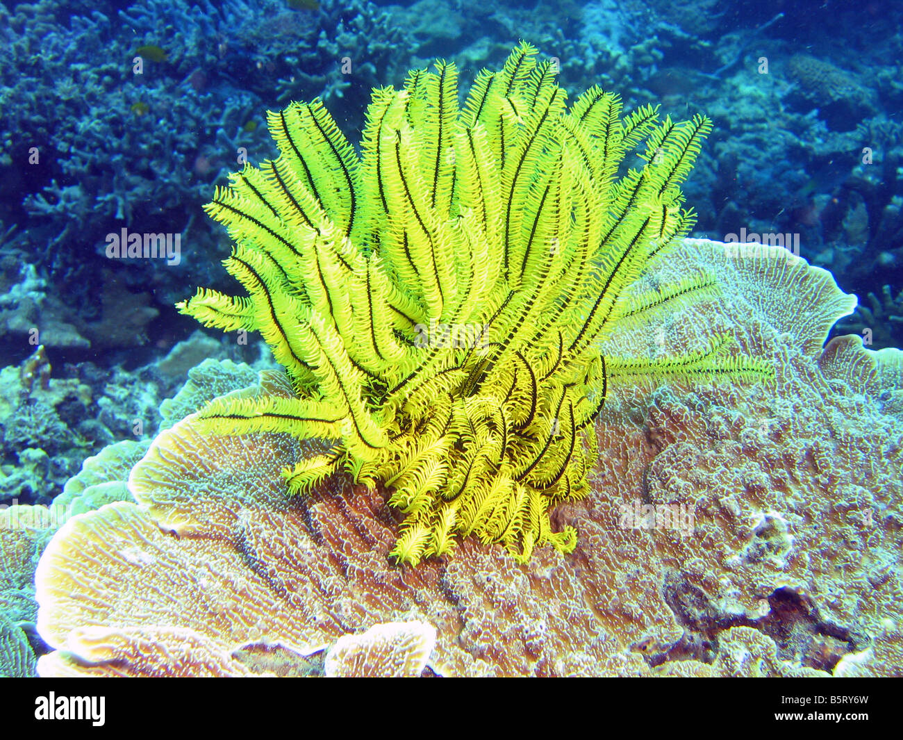 Yellow feather star coral (crinoidea) on reef off of Lankayan Island, Sulu Sea, Sabah, Malaysia Stock Photo