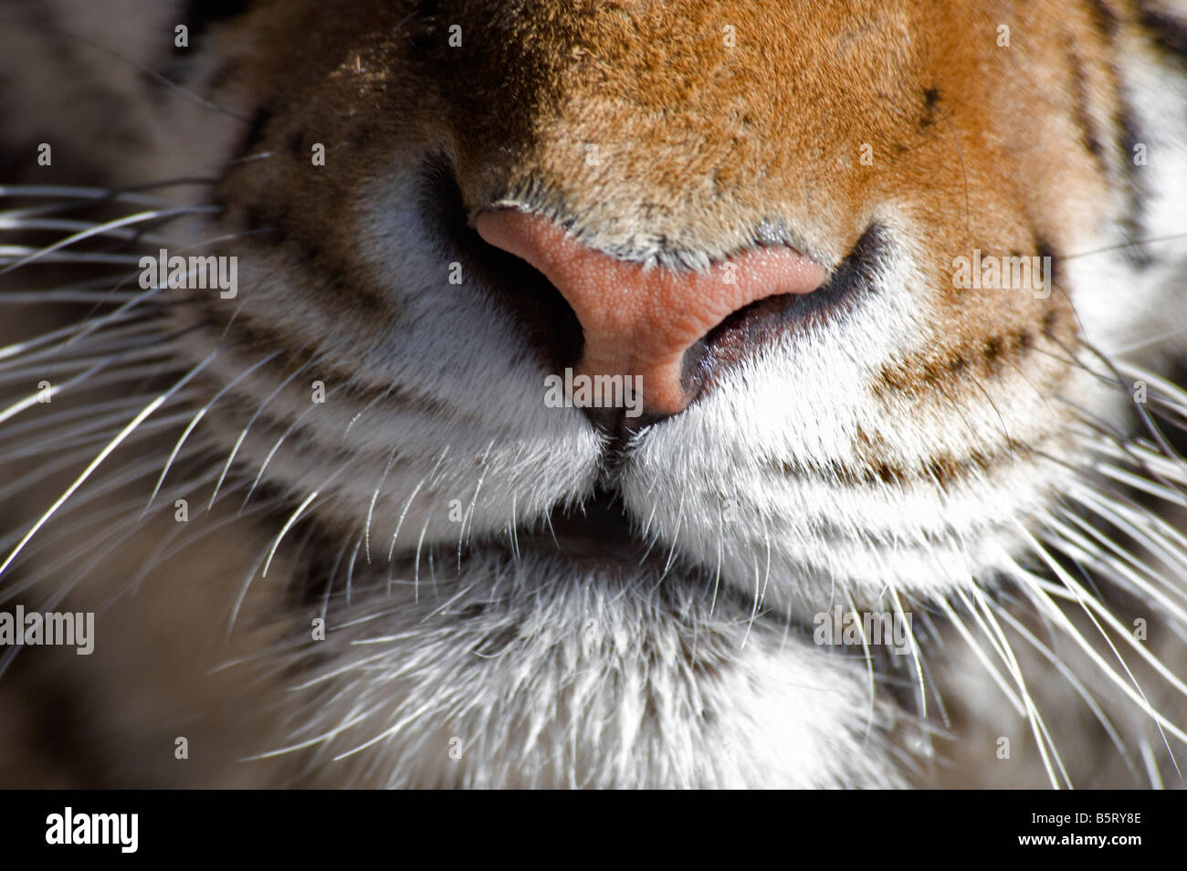 Detail nose whiskers and mouth of Siberian tiger N Panthera tigris altaica Heilongjiang NE China Stock Photo