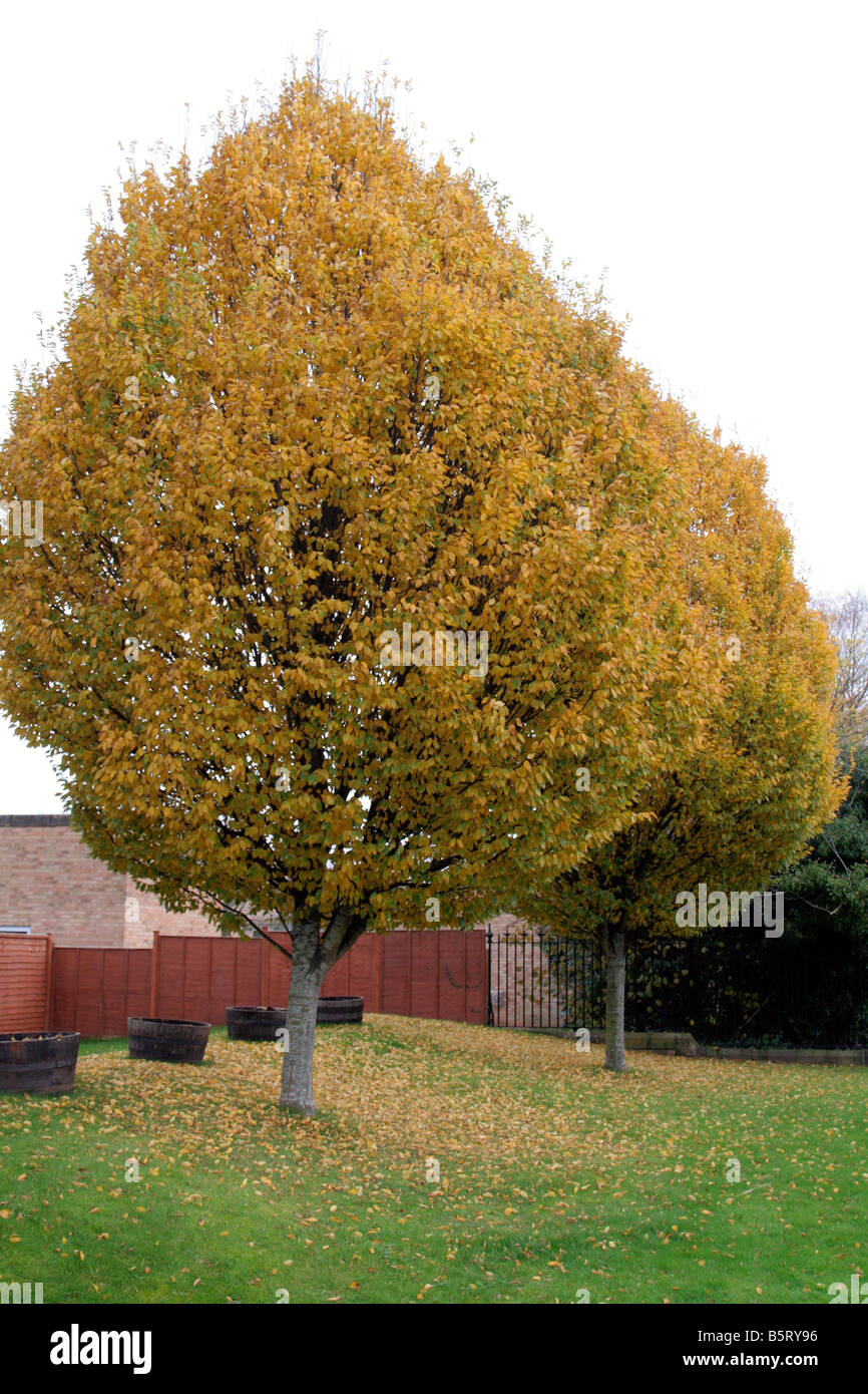 CARPINUS BETULUS FASTIGIATA AGM IN AUTUMN Stock Photo