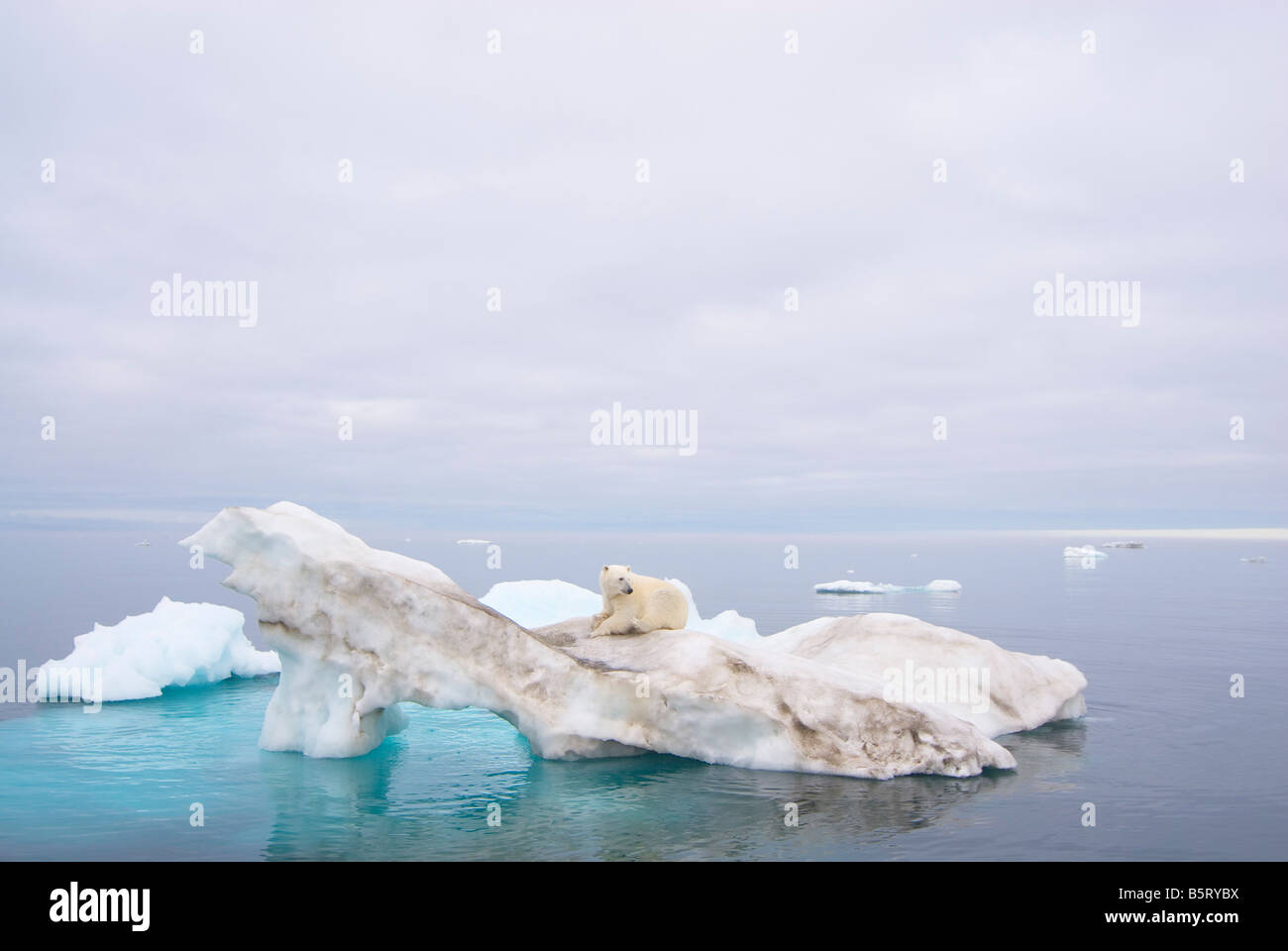 polar bear Ursus maritimus standing atop an iceberg floating in the ...