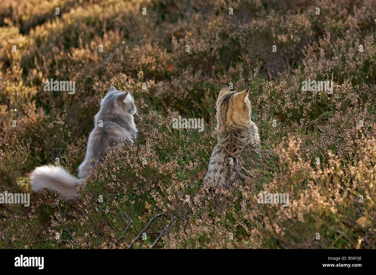 Two cats sunset hi-res stock photography and images - Alamy