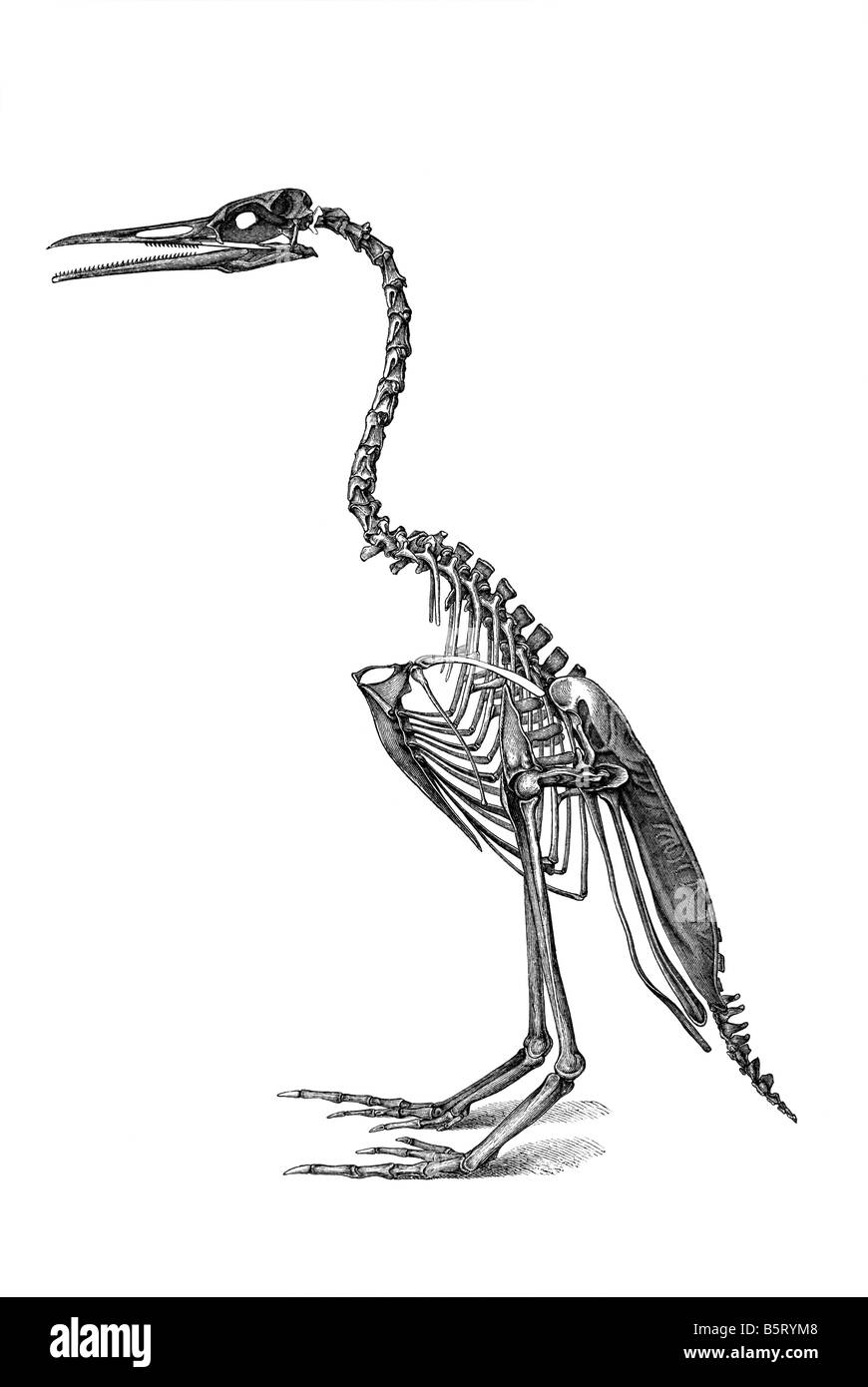Hesperornithine bird (Hesperornis regalis) Stock Photo