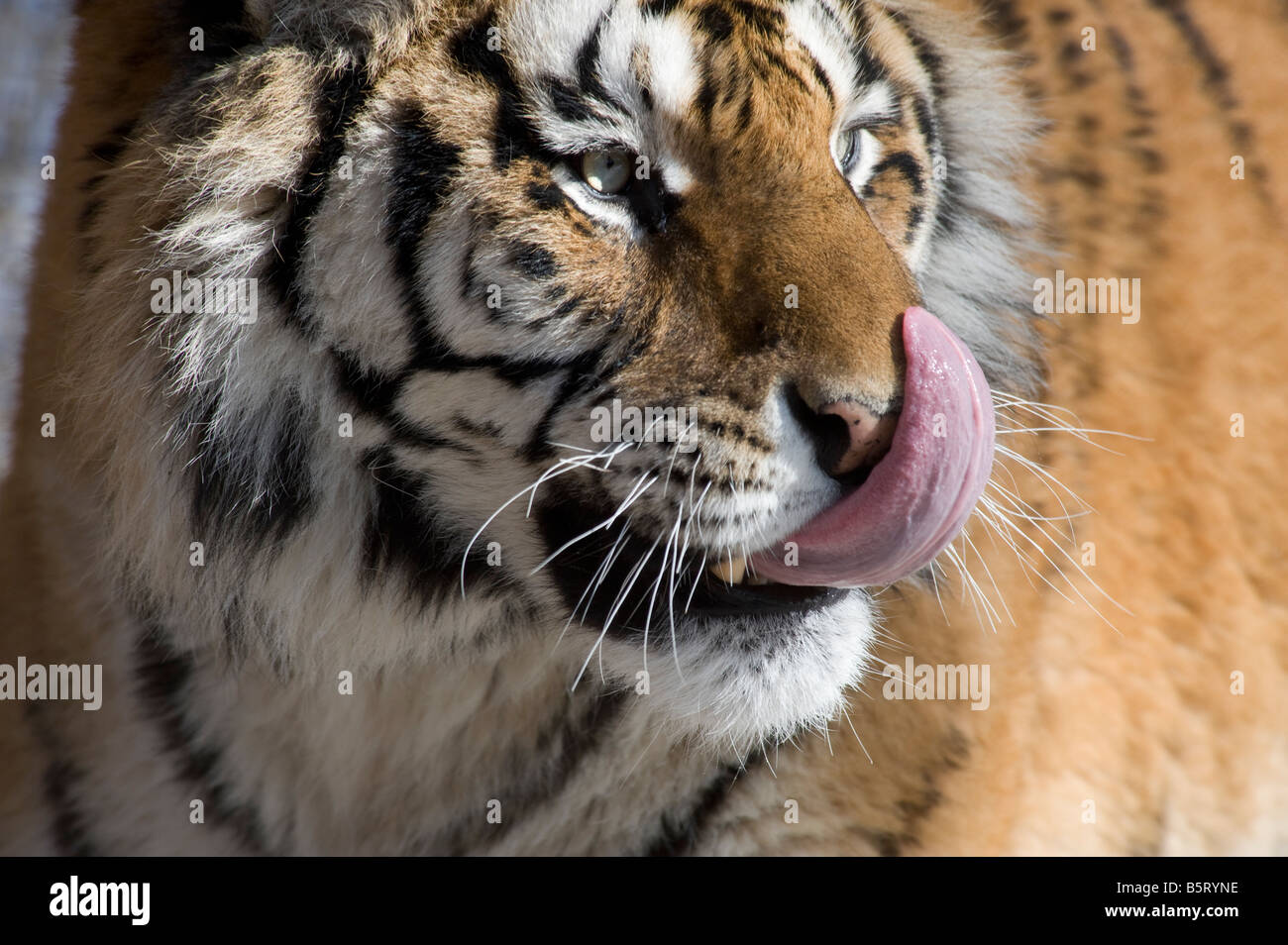 Amur or Siberian tiger Panthera tigris altaica licking nose Stock Photo