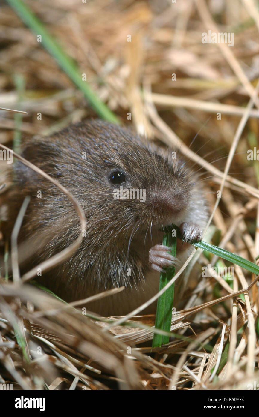 Common Vole or Field Vole Microtus arvalis in grassland Stock Photo Alamy