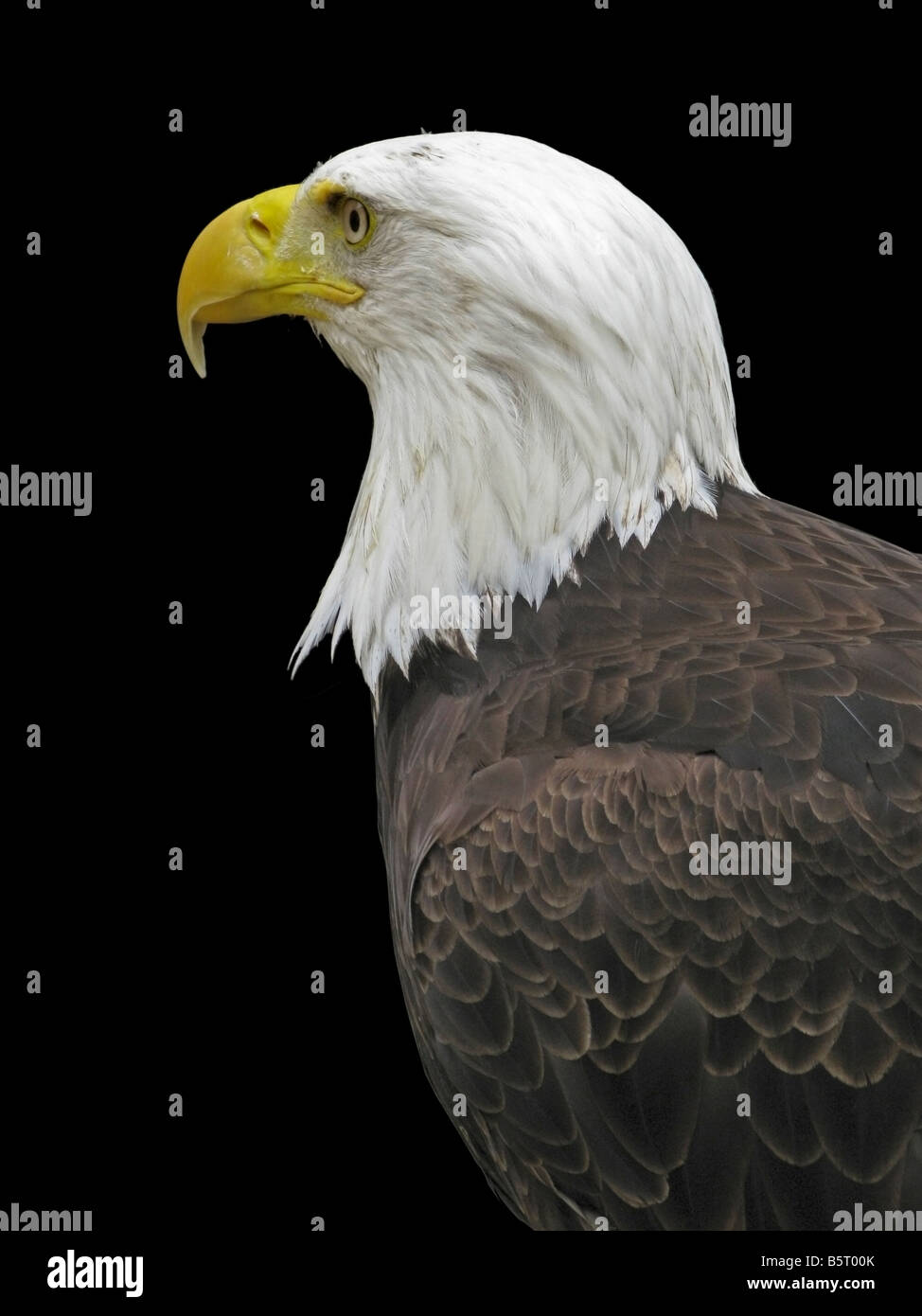 Head and shoulders of a captive 'bald eagle' against a black background. Closed beak. Stock Photo