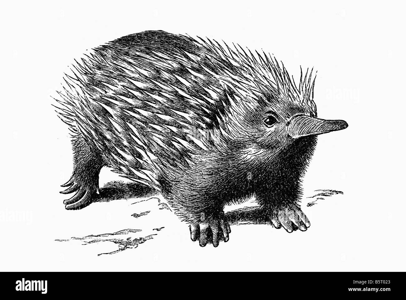 Echidna spiny anteaters, extant mammal species belonging to the Tachyglossidae family of the monotremes, hedgehog Stock Photo