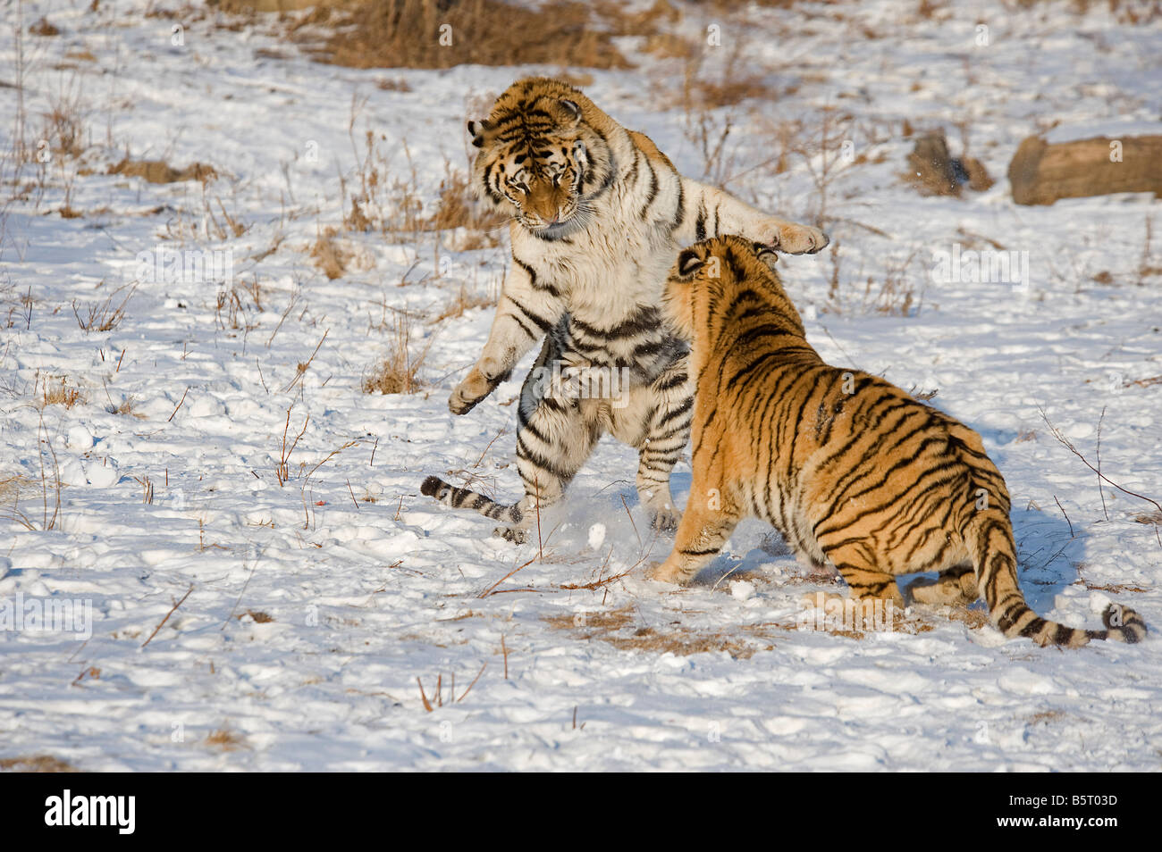 Amur of Siberian tigers Panthera tigris altaica sparring in winter in Heilongjiang China Stock Photo