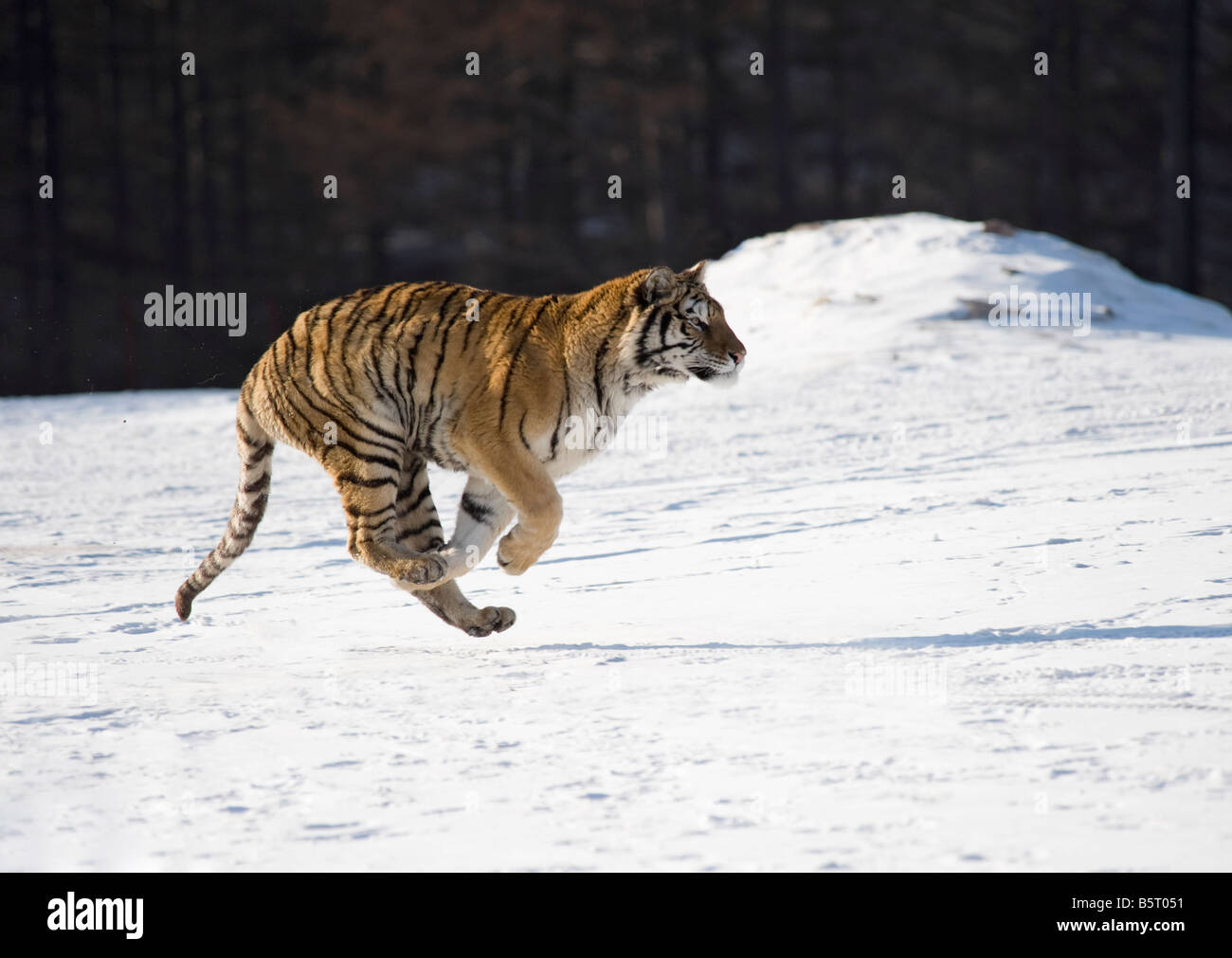 Amur or Siberian tiger Panthera tigris altaica running on snow in sun in north east China Heilongjiang Stock Photo