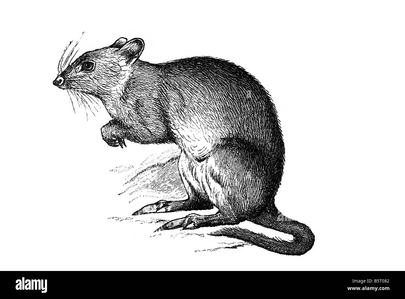 Kangaroo rat marsupial genus Dipodomys small rodents Stock Photo