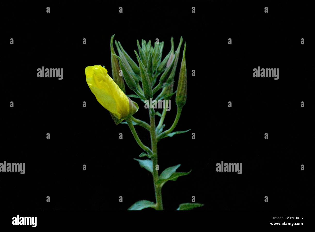 Evening primrose Oenothera biennis opening at dusk series 1 Stock Photo