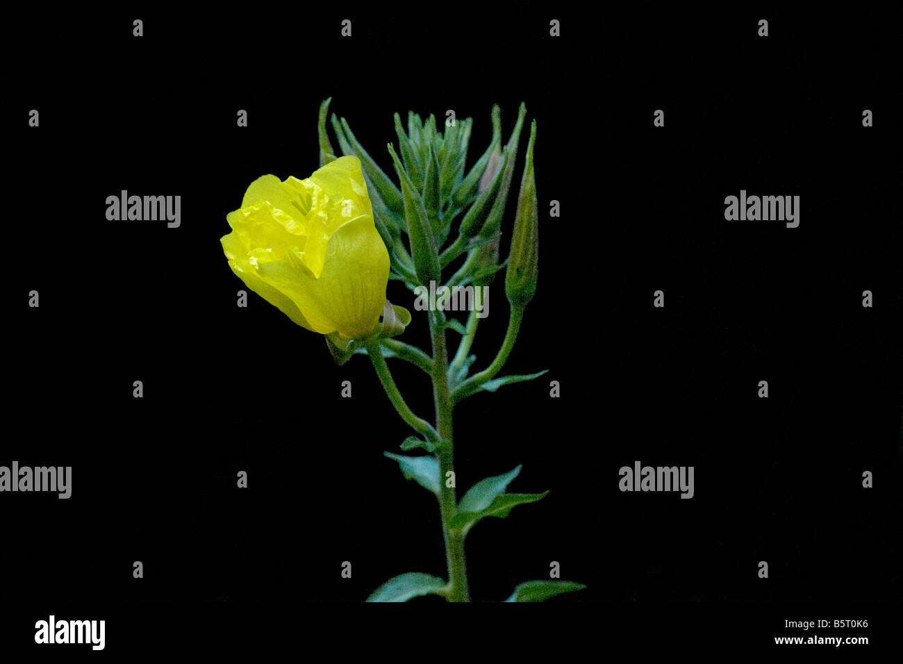 Evening primrose Oenothera biennis opening at dusk series 2 Stock Photo