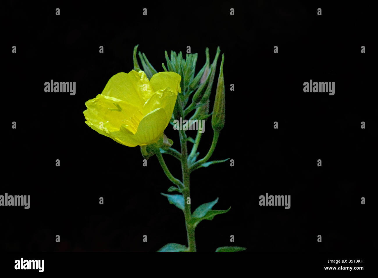 Evening primrose Oenothera biennis opening at dusk series 3 Stock Photo