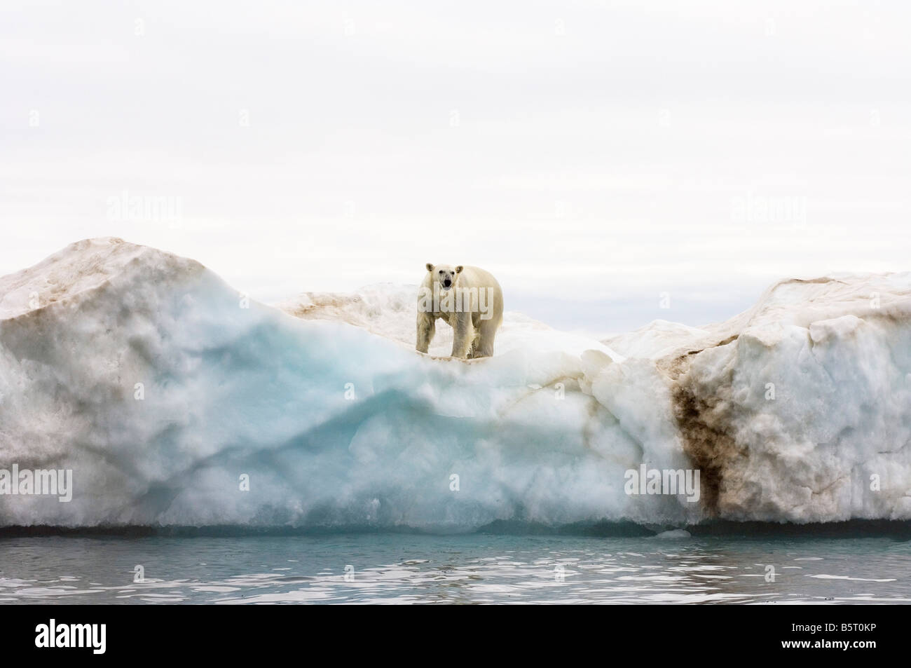 polar bear Ursus maritimus standing atop an iceberg floating in the ...