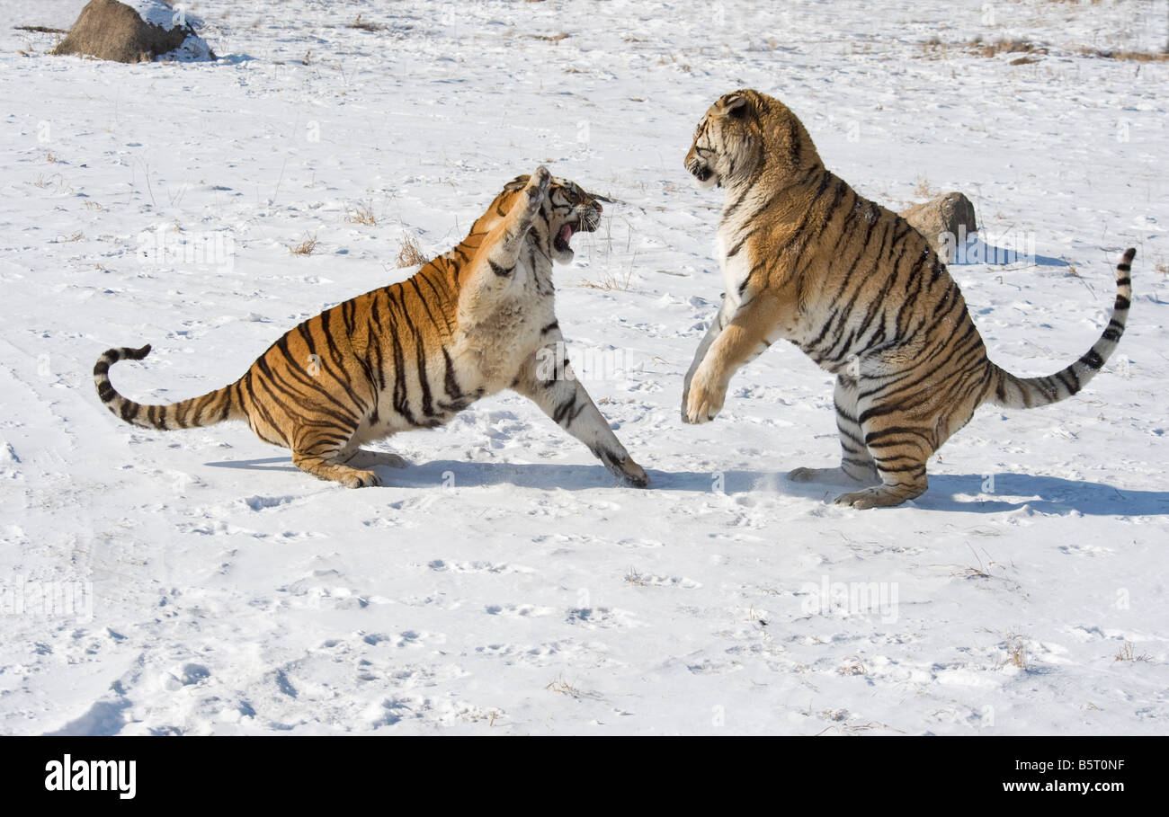 Amur of Siberian tigers Panthera tigris altaica sparring in winter in Heilongjiang China Stock Photo