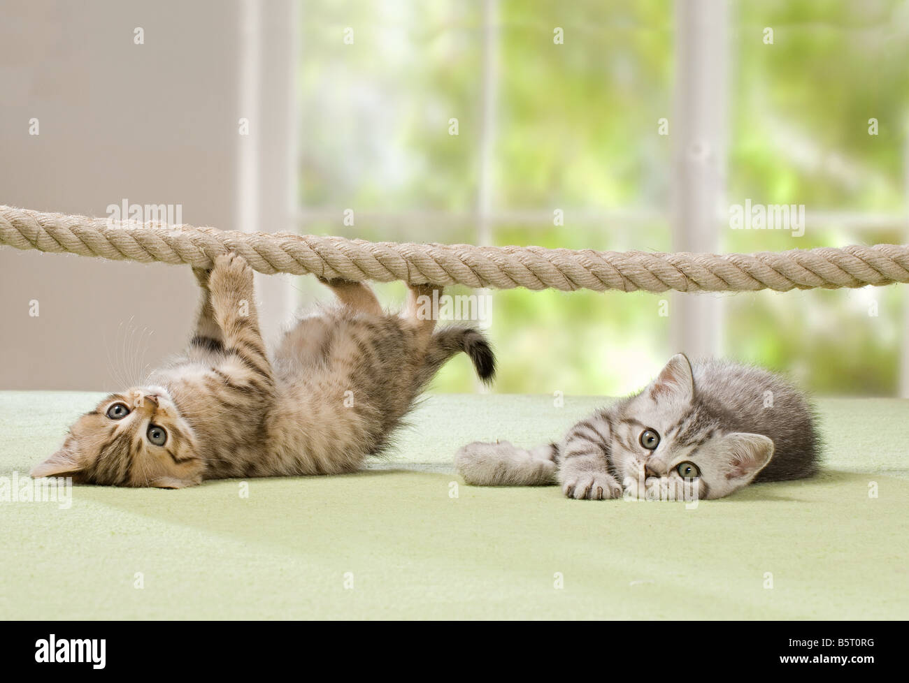 two British Shorthair kittens 8 weeks at rope Stock Photo