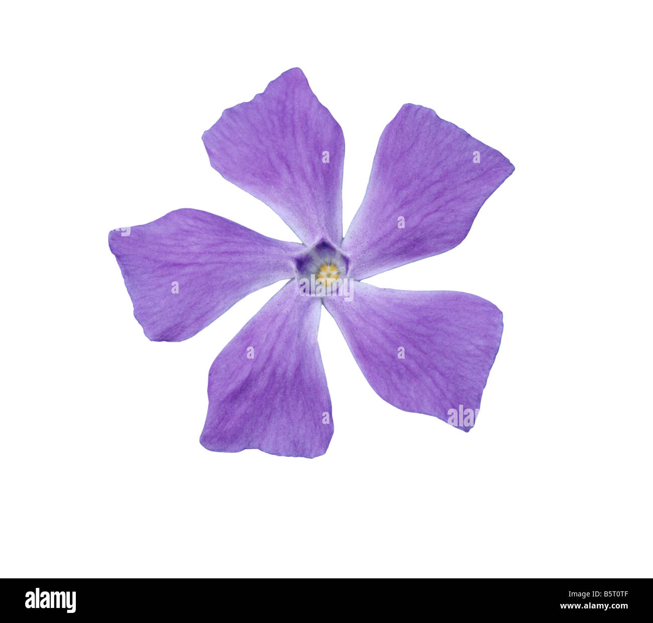 Greater periwinkle Vinca major grows in Europe and North Africa Stock Photo
