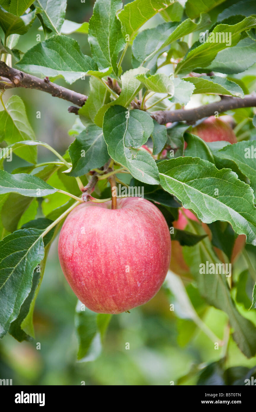 Apple on a tree Stock Photo